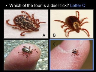 Immune System Lesson PowerPoint