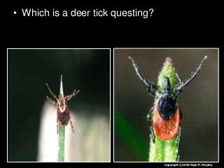 Immune System Lesson PowerPoint