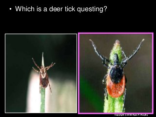 Immune System Lesson PowerPoint