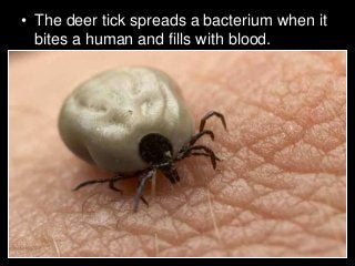 Immune System Lesson PowerPoint