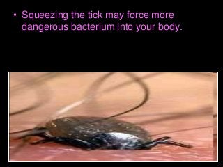 Immune System Lesson PowerPoint