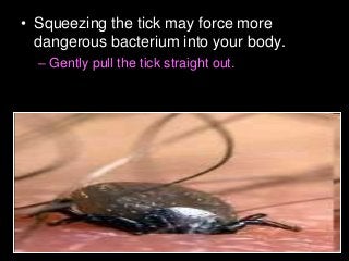 Immune System Lesson PowerPoint