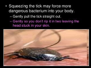 Immune System Lesson PowerPoint