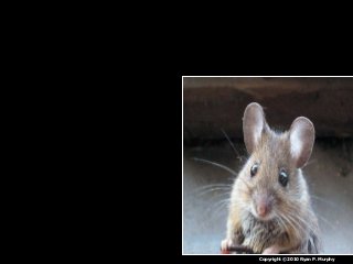 Immune System Lesson PowerPoint