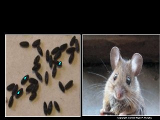 Immune System Lesson PowerPoint