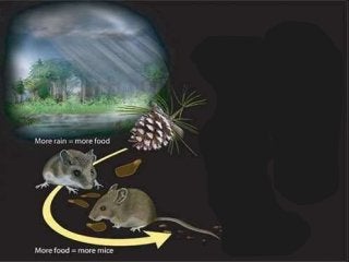 Immune System Lesson PowerPoint