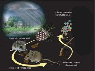Immune System Lesson PowerPoint