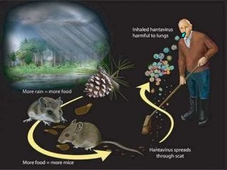 Immune System Lesson PowerPoint