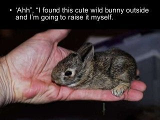 Immune System Lesson PowerPoint