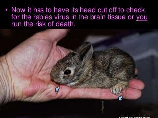 Immune System Lesson PowerPoint