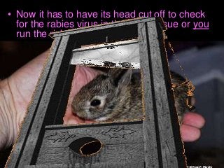 Immune System Lesson PowerPoint