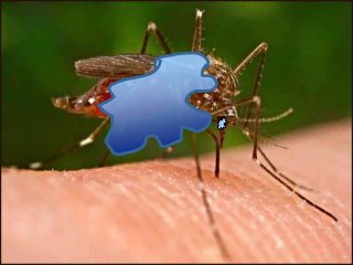 Immune System Lesson PowerPoint