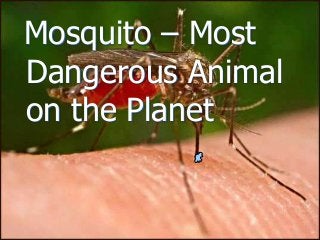 Immune System Lesson PowerPoint