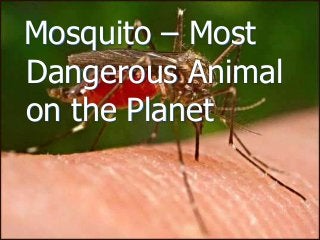 Immune System Lesson PowerPoint