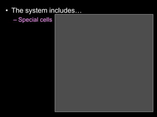 • The system includes…
– Special cells
 
