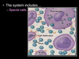 • The system includes…
– Special cells
 