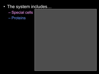 • The system includes…
– Special cells
– Proteins
 