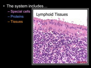 • The system includes…
– Special cells
– Proteins
– Tissues
Lymphoid Tissues
 