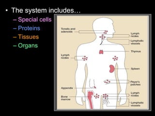 • The system includes…
– Special cells
– Proteins
– Tissues
– Organs
 