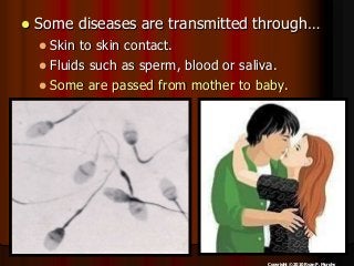 Immune System Lesson PowerPoint