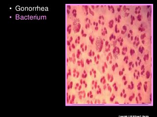 Immune System Lesson PowerPoint