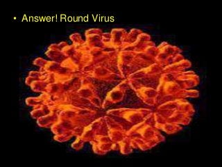 Immune System Lesson PowerPoint