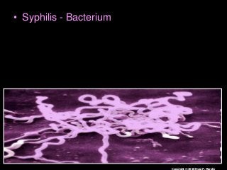 Immune System Lesson PowerPoint