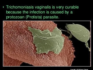 Immune System Lesson PowerPoint