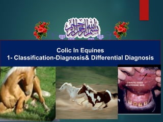 Colic In Equines
1- Classification-Diagnosis& Differential Diagnosis
 