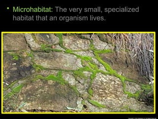 Habitat Lesson for Middle School Ecology Science Curriculum | PPTX