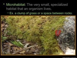 Habitat Lesson for Middle School Ecology Science Curriculum | PPTX