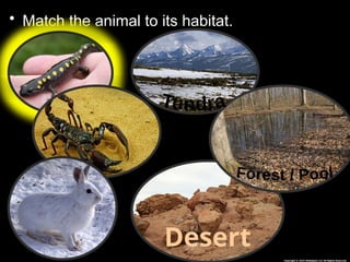 Habitat Lesson for Middle School Ecology Science Curriculum | PPTX
