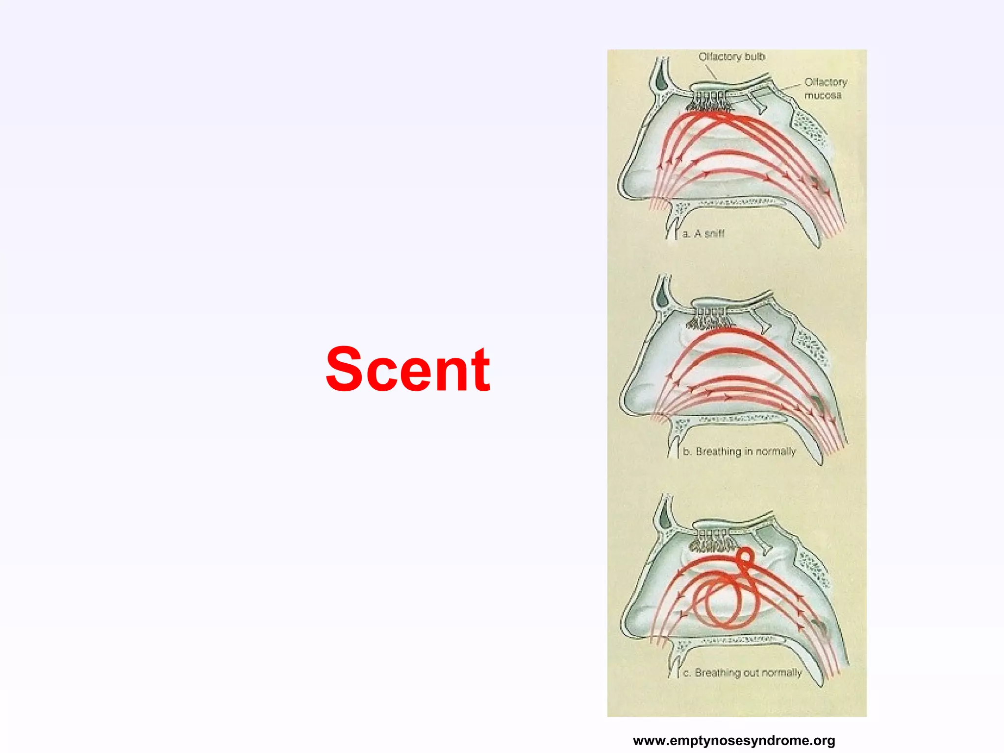 Scent
www.emptynosesyndrome.org
 