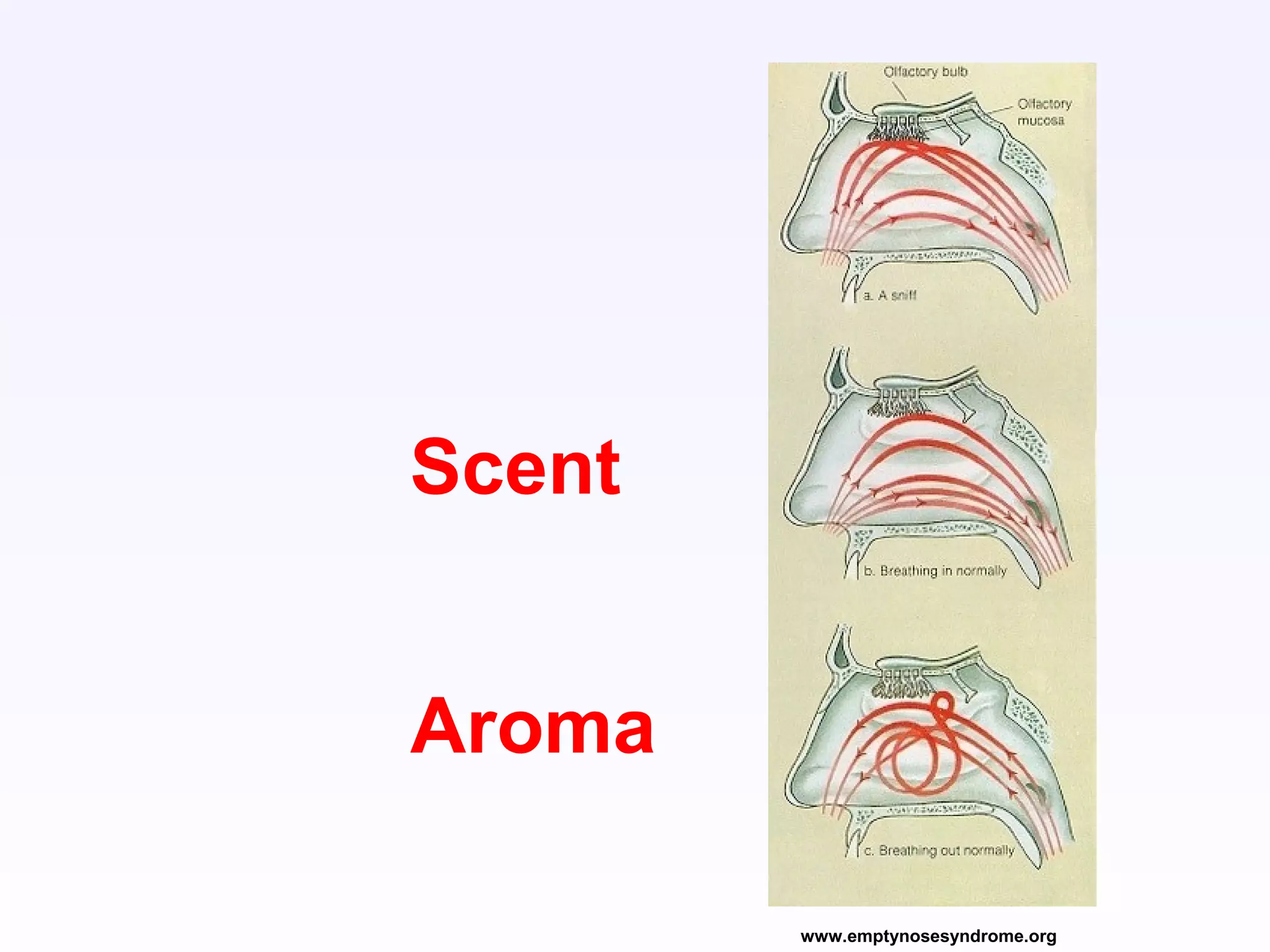 Scent
Aroma
www.emptynosesyndrome.org
 
