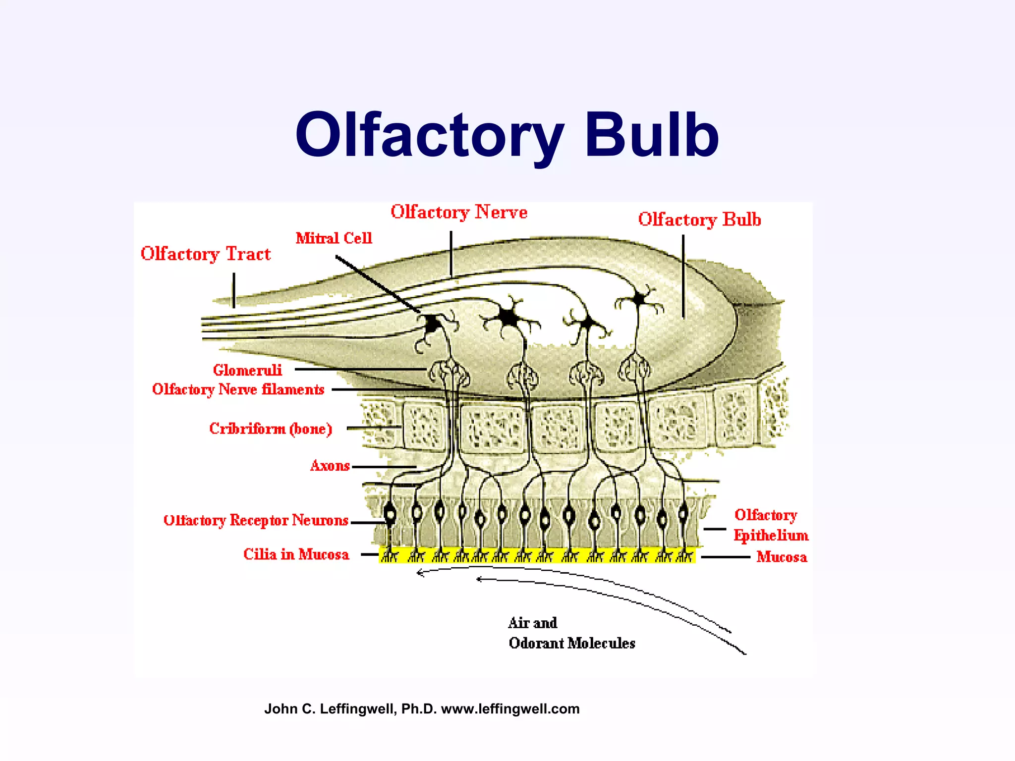 Olfactory Bulb
John C. Leffingwell, Ph.D. www.leffingwell.com
 