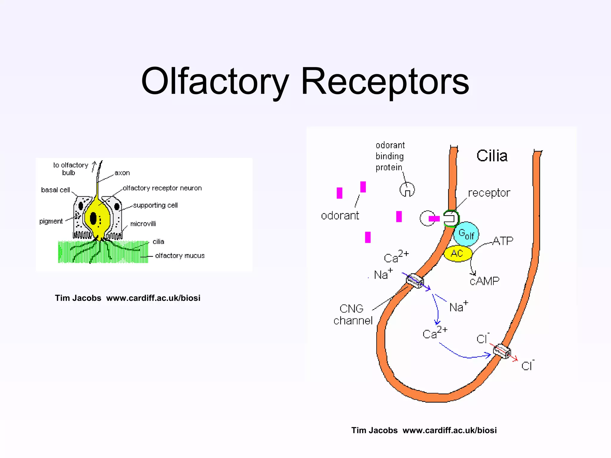Olfactory Receptors
Tim Jacobs www.cardiff.ac.uk/biosi
Tim Jacobs www.cardiff.ac.uk/biosi
 