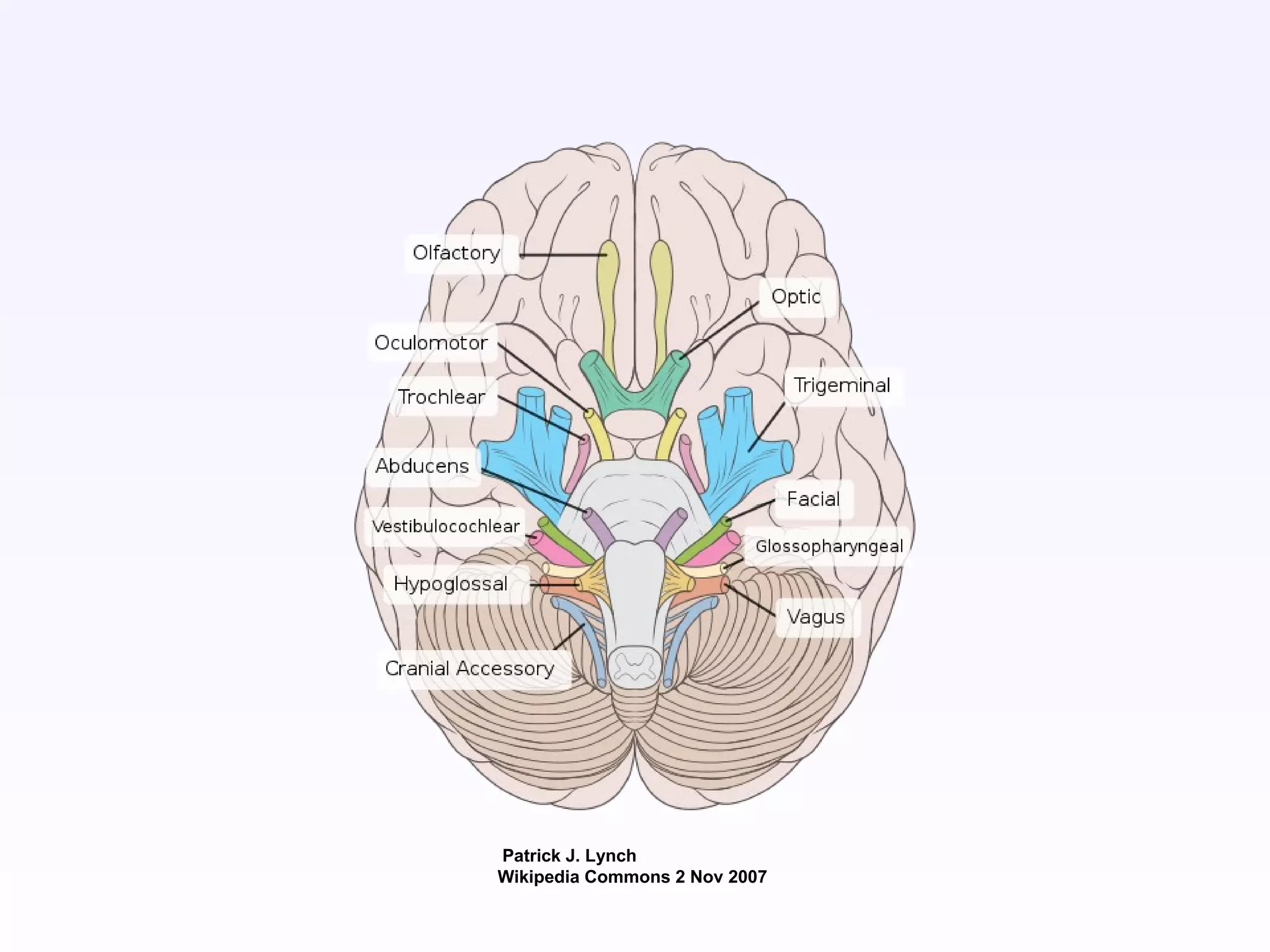 Patrick J. Lynch
Wikipedia Commons 2 Nov 2007
 