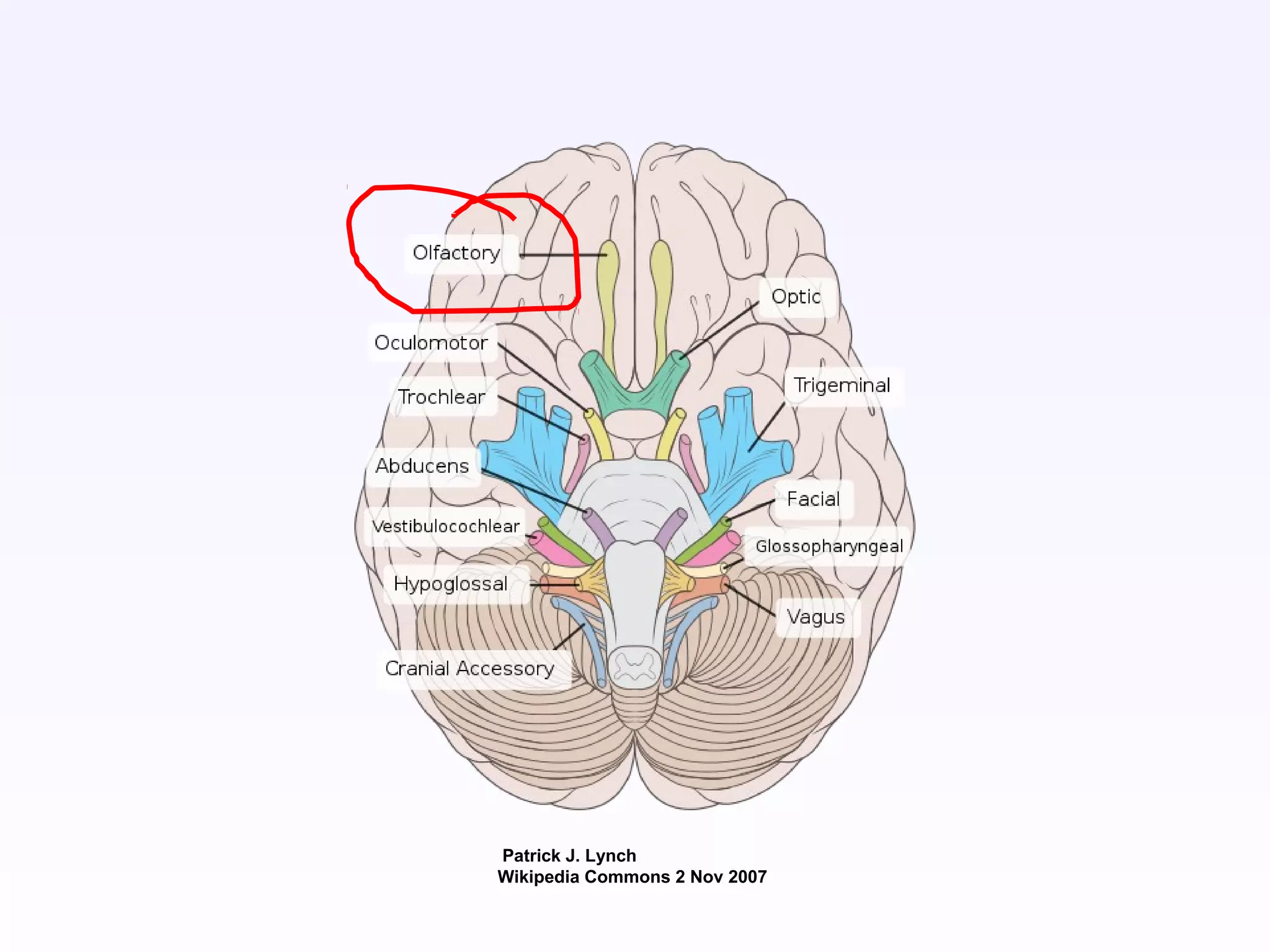 Patrick J. Lynch
Wikipedia Commons 2 Nov 2007
 