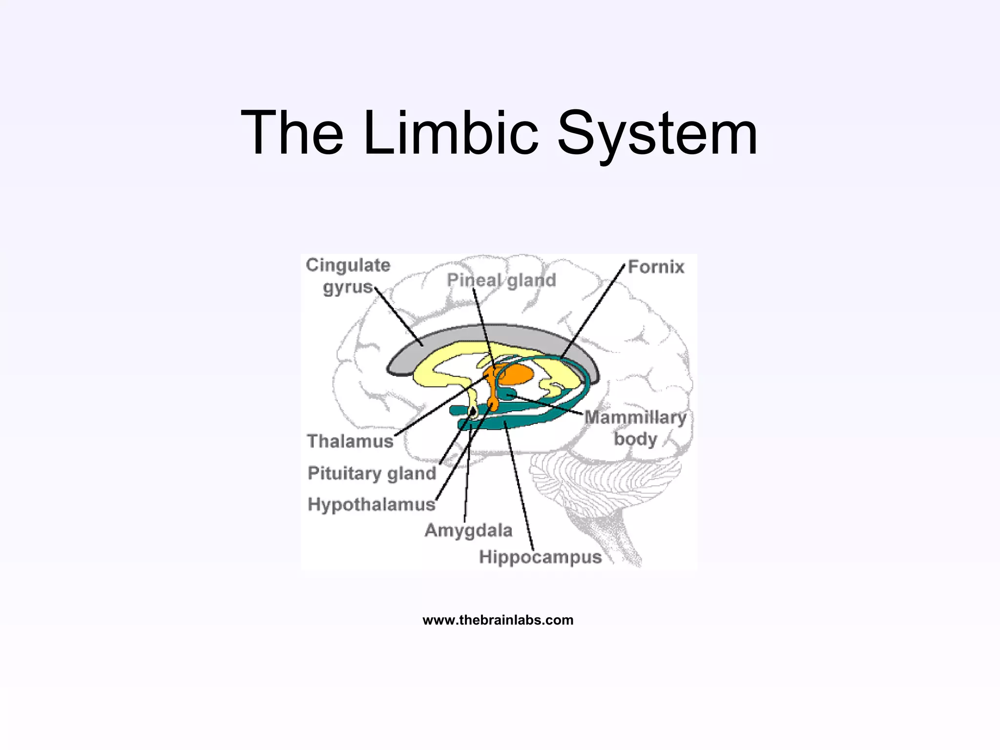 www.thebrainlabs.com
The Limbic System
 