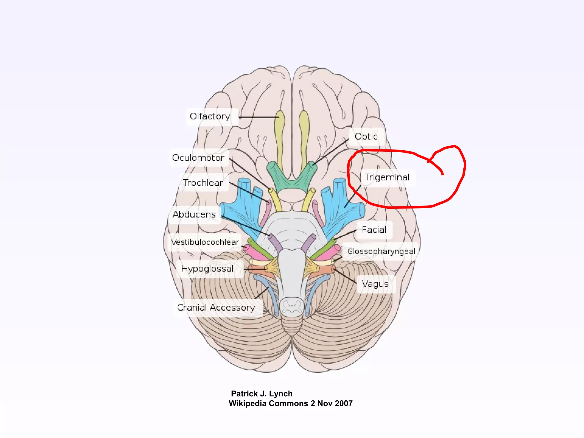 Patrick J. Lynch
Wikipedia Commons 2 Nov 2007
 