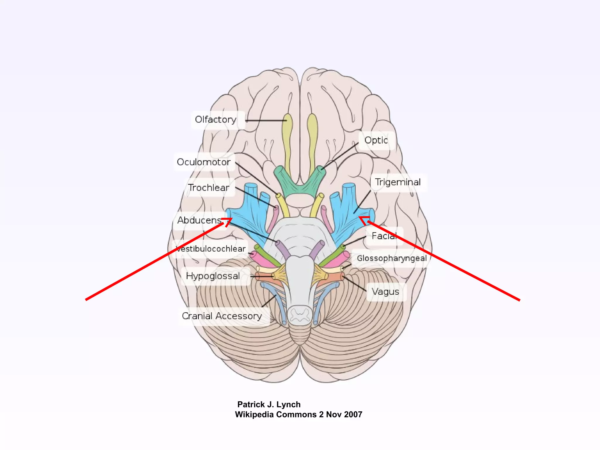 Patrick J. Lynch
Wikipedia Commons 2 Nov 2007
 