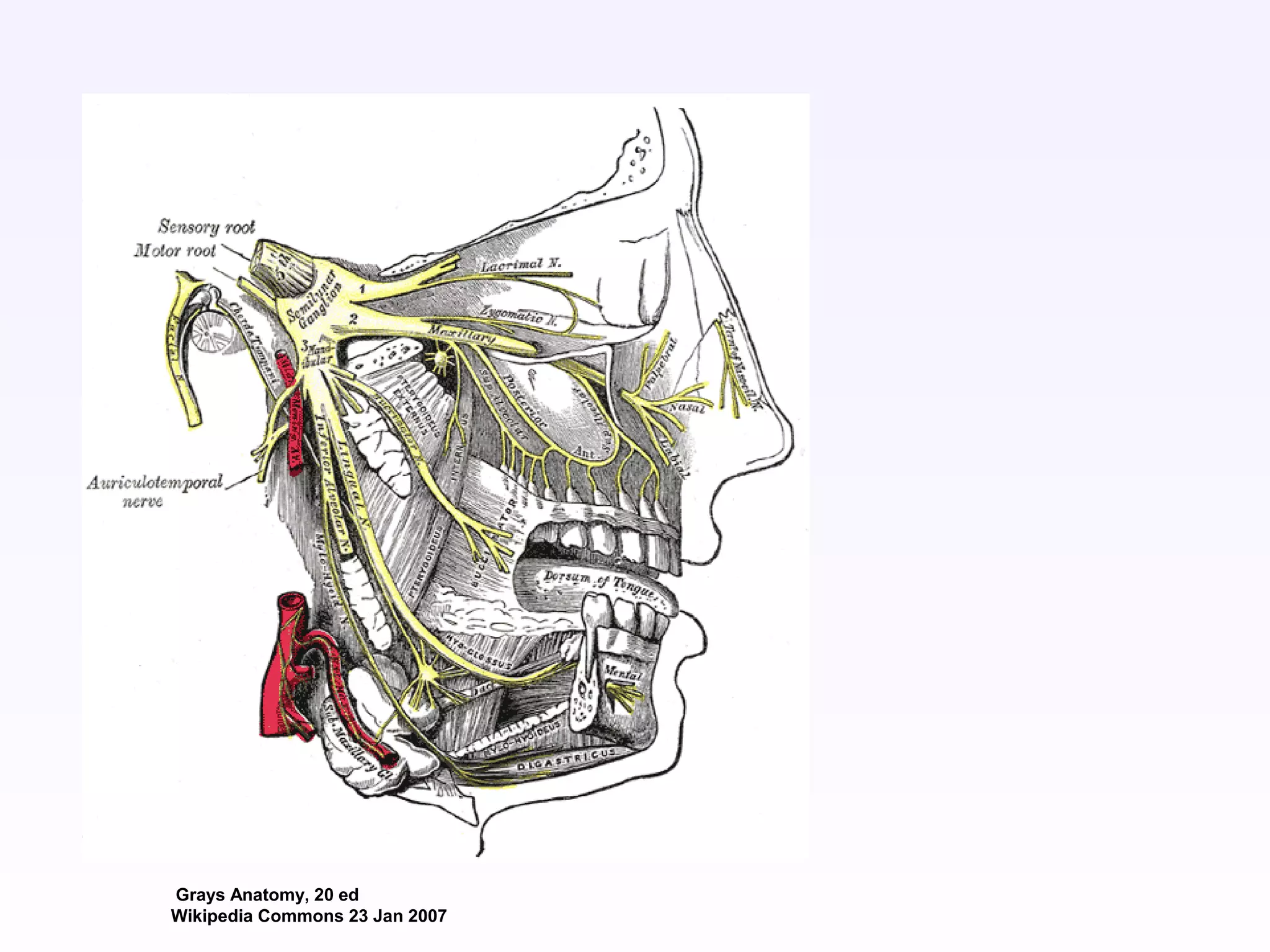 Grays Anatomy, 20 ed
Wikipedia Commons 23 Jan 2007
 