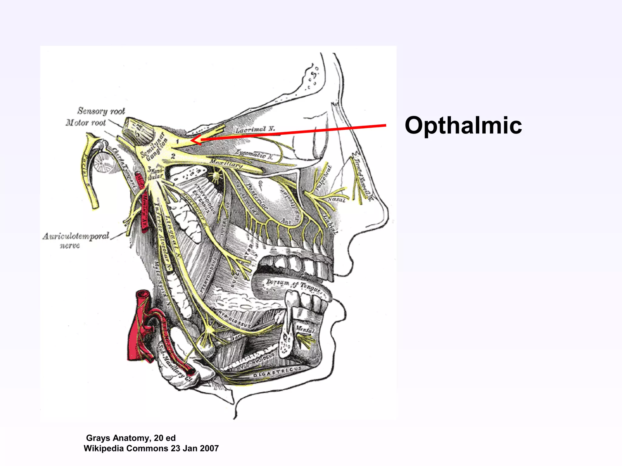 Grays Anatomy, 20 ed
Wikipedia Commons 23 Jan 2007
Opthalmic
 