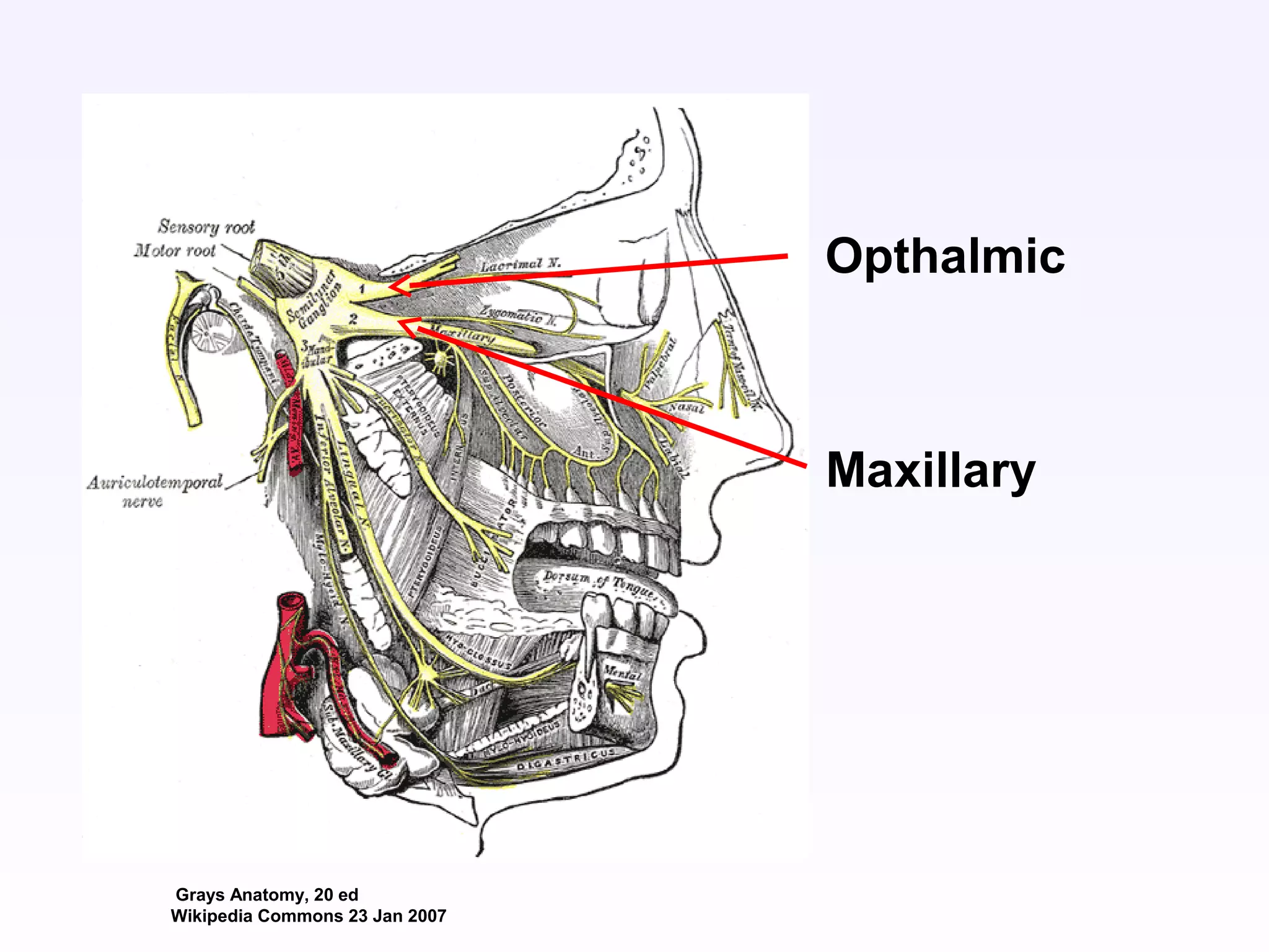 Grays Anatomy, 20 ed
Wikipedia Commons 23 Jan 2007
Opthalmic
Maxillary
 