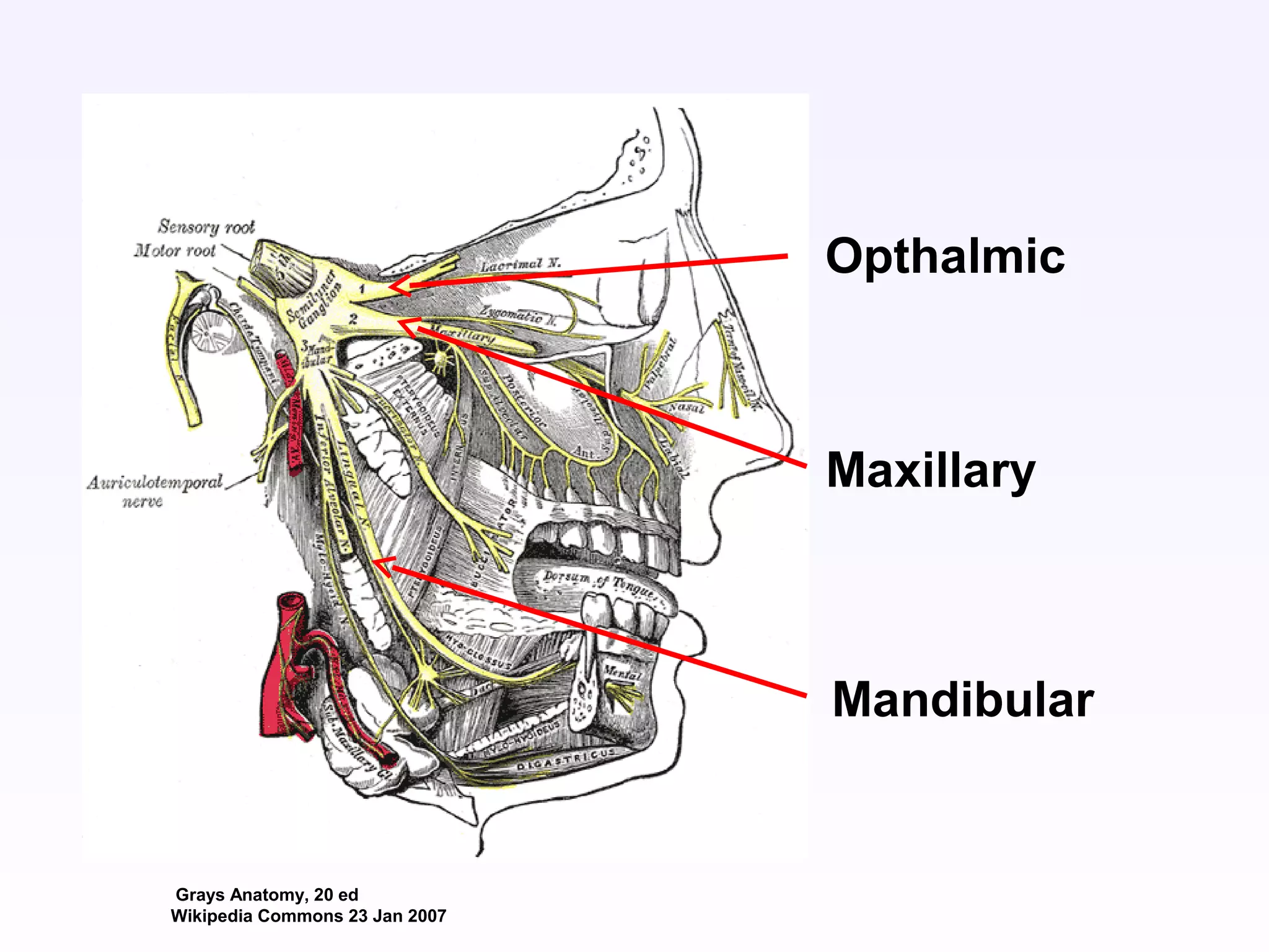 Grays Anatomy, 20 ed
Wikipedia Commons 23 Jan 2007
Opthalmic
Maxillary
Mandibular
 