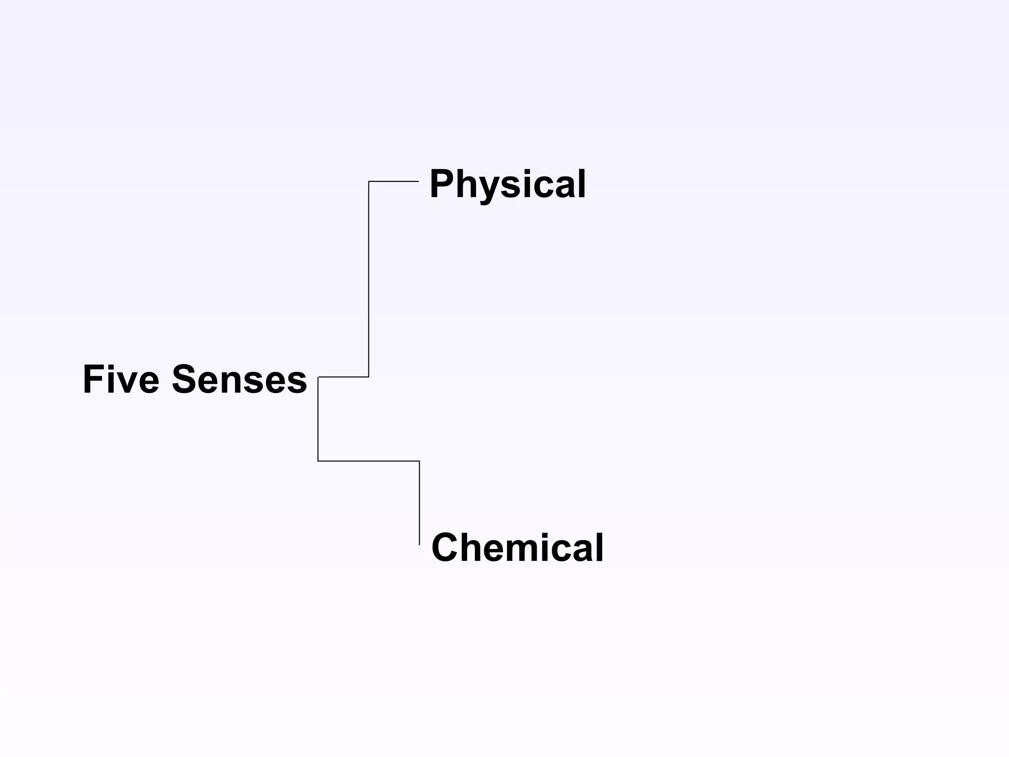 Five Senses
Physical
Chemical
 