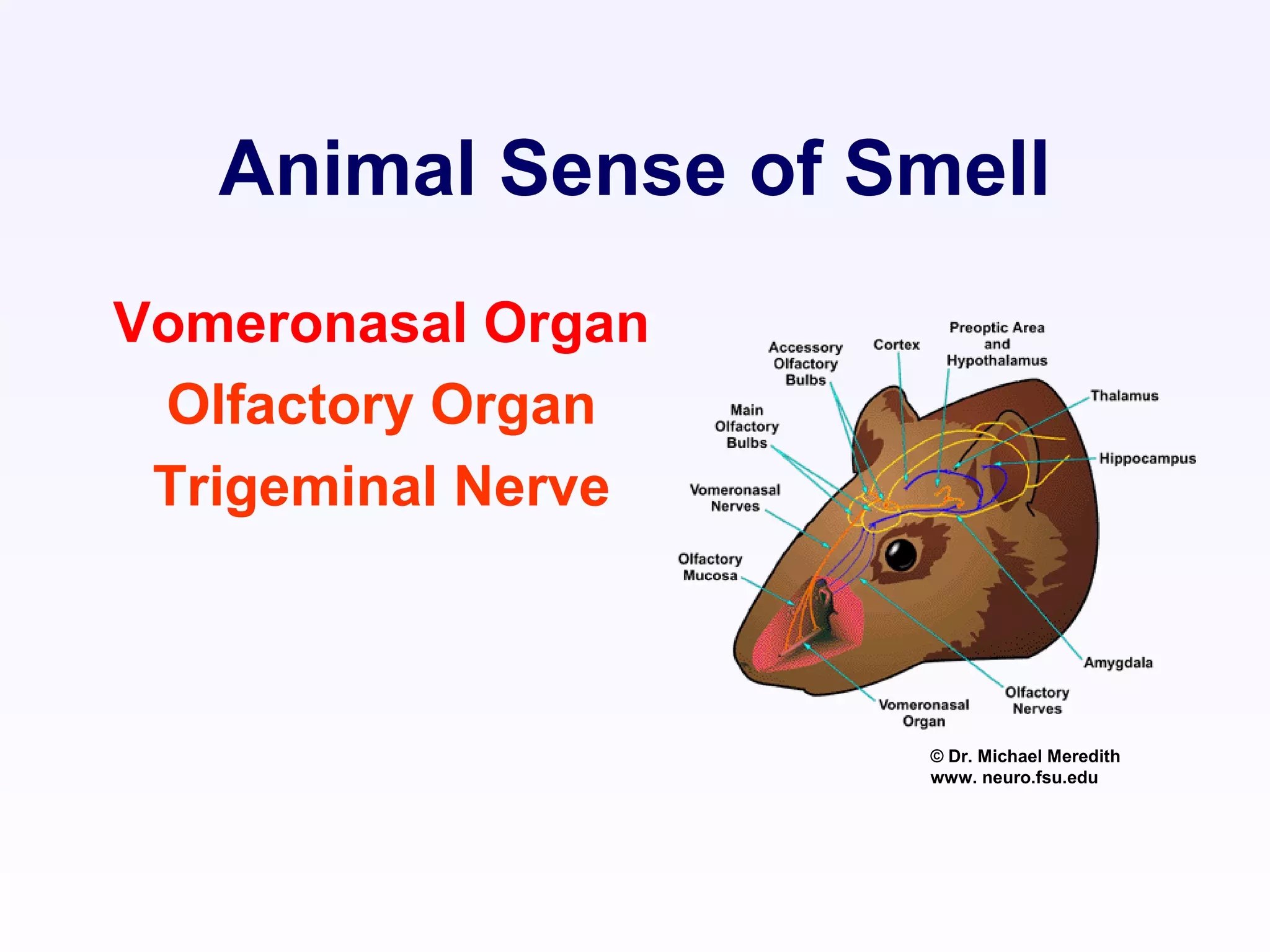 Animal Sense of Smell
Vomeronasal Organ
Olfactory Organ
Trigeminal Nerve
© Dr. Michael Meredith
www. neuro.fsu.edu
 