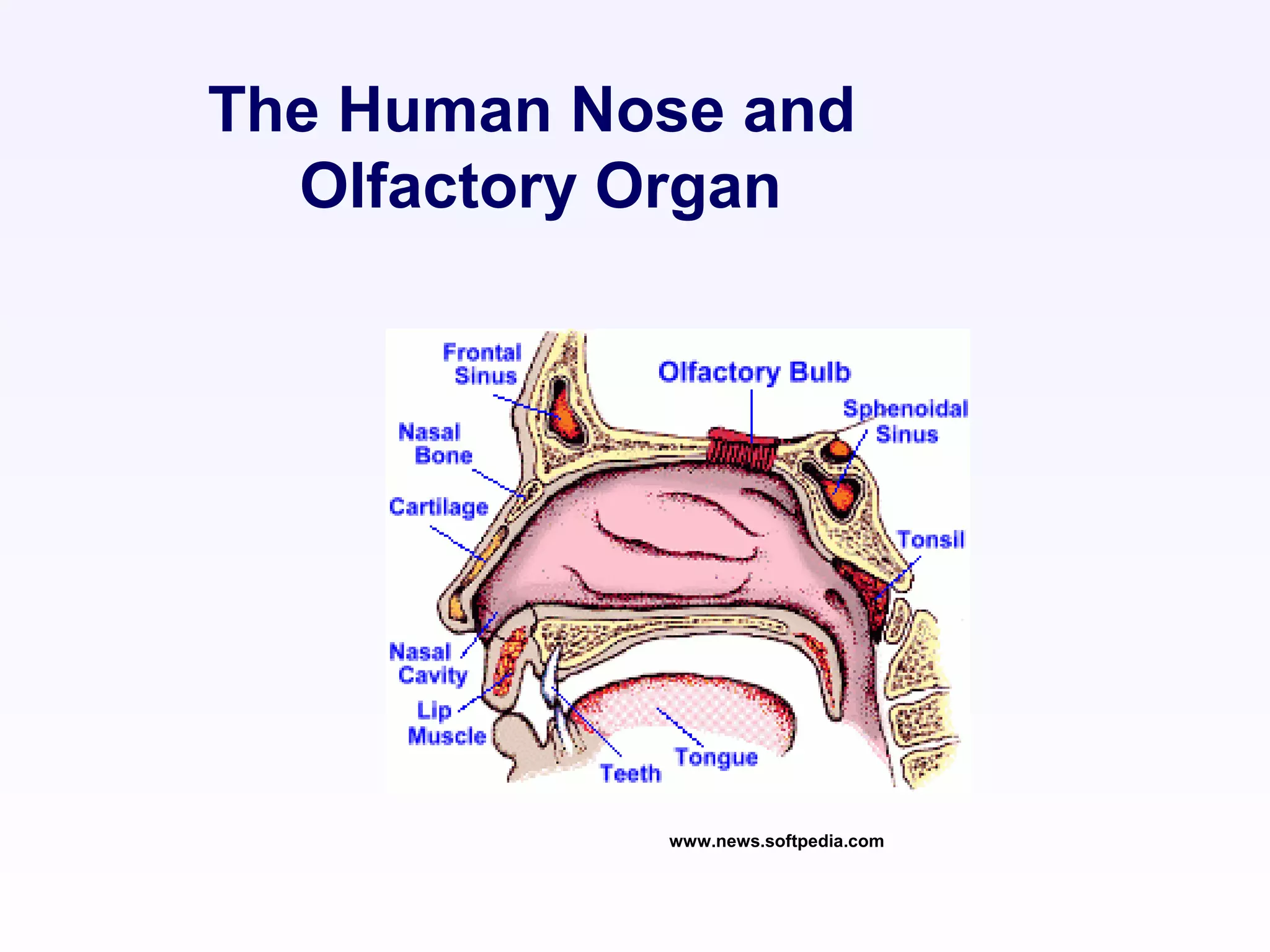 The Human Nose and
Olfactory Organ
www.news.softpedia.com
 