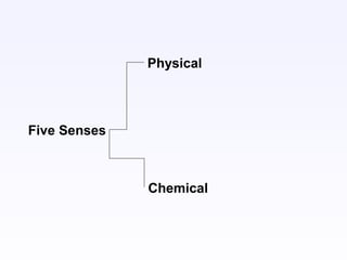 Five Senses
Physical
Chemical
 