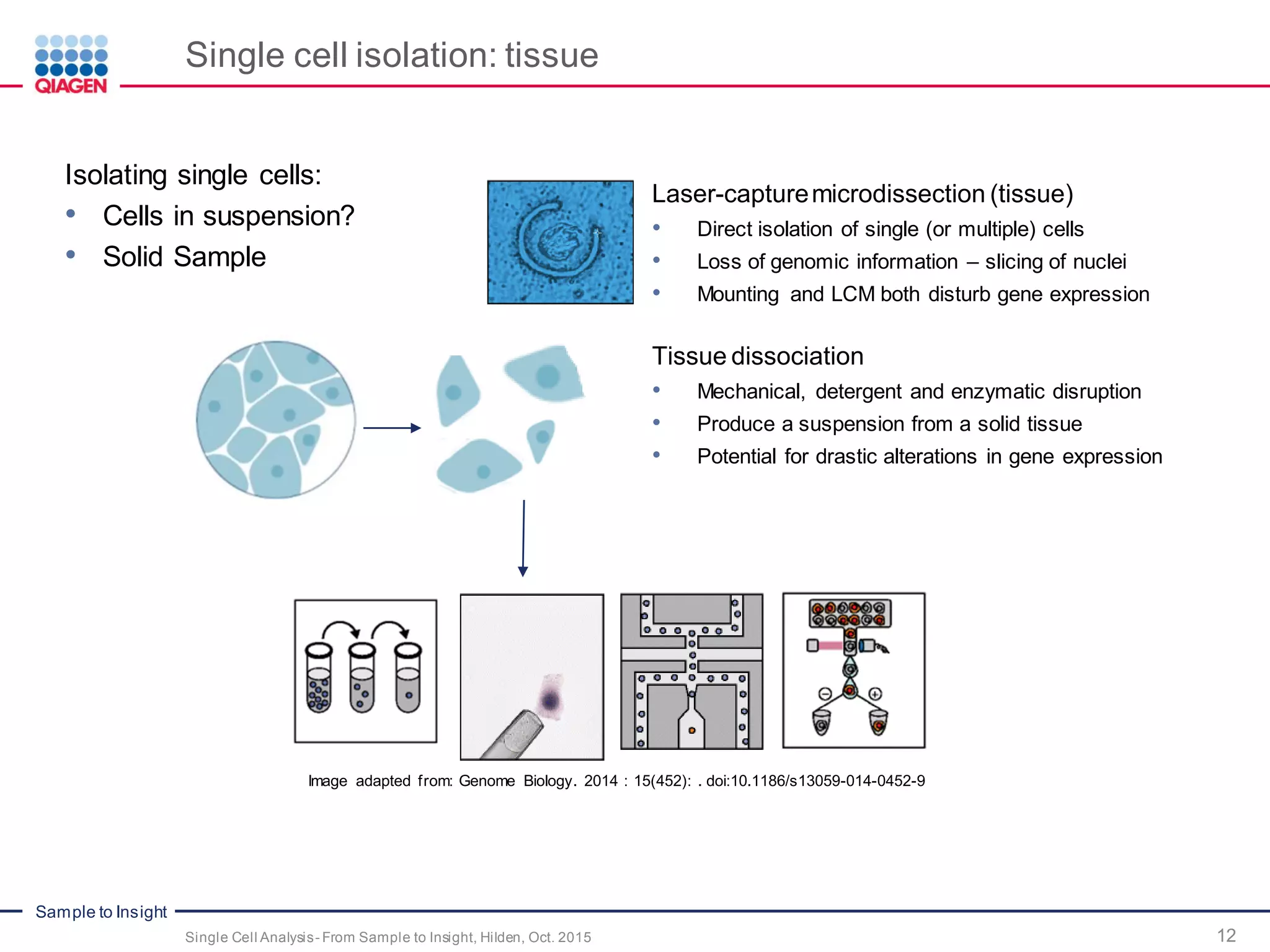 Sample to Insight
Single cell isolation: tissue
12Single Cell Analysis- From Sample to Insight, Hilden, Oct. 2015
Isolating single cells:
• Cells in suspension?
• Solid Sample
Laser-capturemicrodissection (tissue)
• Direct isolation of single (or multiple) cells
• Loss of genomic information – slicing of nuclei
• Mounting and LCM both disturb gene expression
Tissue dissociation
• Mechanical, detergent and enzymatic disruption
• Produce a suspension from a solid tissue
• Potential for drastic alterations in gene expression
Image adapted from: Genome Biology. 2014 : 15(452): . doi:10.1186/s13059-014-0452-9
 